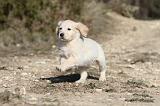 GOLDEN RETRIEVER 529